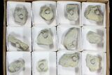 Lot: Pentremites Blastoid Fossils On Shale - Pieces #78175-1